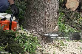 Best Tree Removal  in Newtown, OH