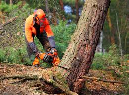 Newtown, OH Tree Services Company