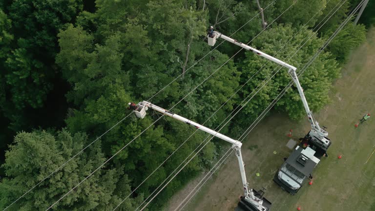  Newtown, OH Tree Services Pros