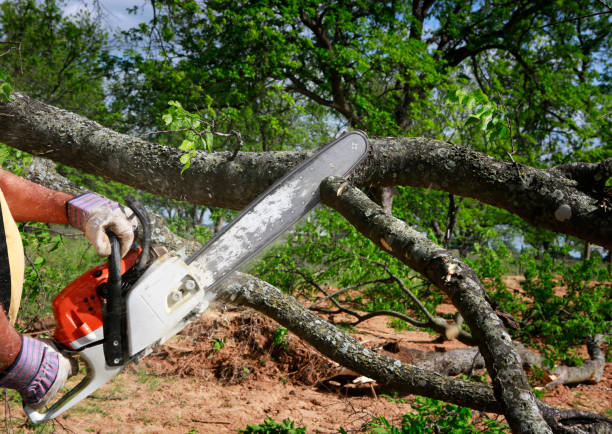 Best Tree Maintenance Programs  in Newtown, OH